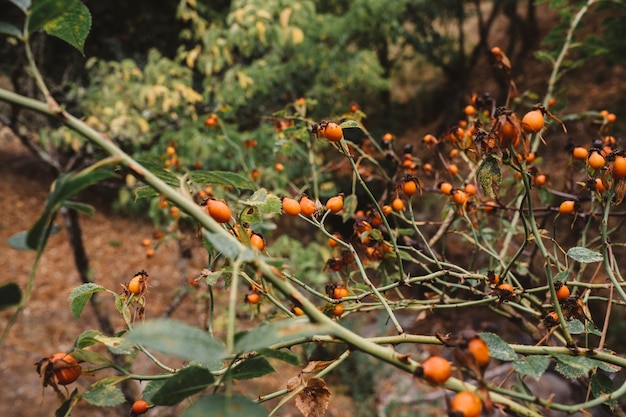 Végétation d&#39;automne