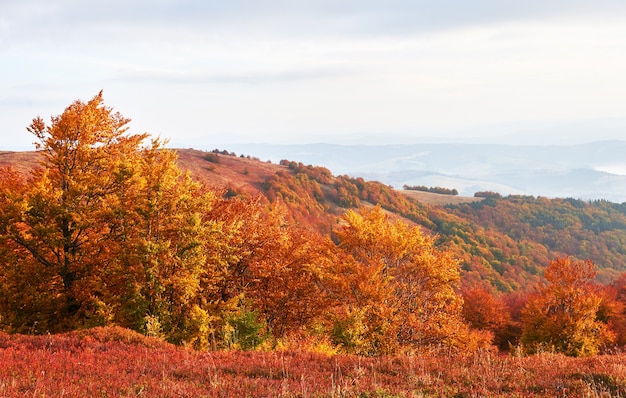 La végétation des hautes terres estivale modeste et les couleurs exceptionnellement belles fleurissent en automne, avant le froid. Bleuets rouge vif, vert forêt de conifères, orange buk- montagnes sinie- charme fantastique.