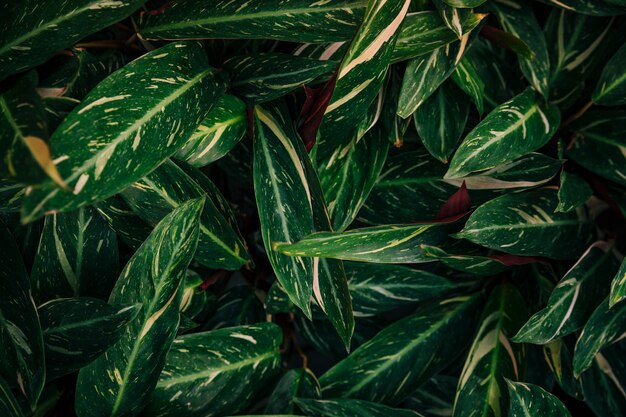 Végétation verte dense dans le jardin botanique