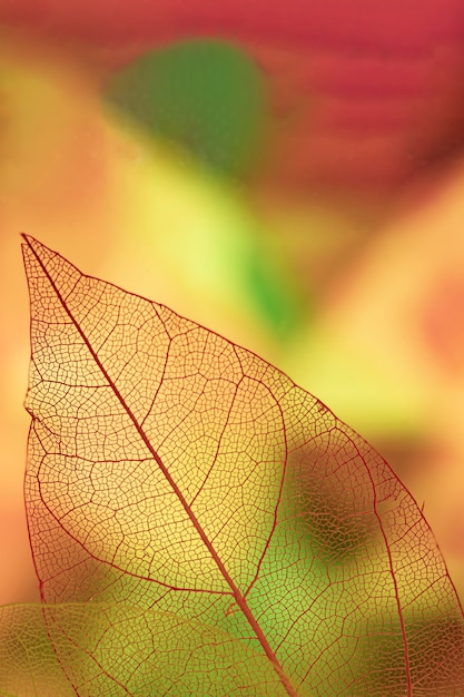 Veines des feuilles abstraites avec jaune