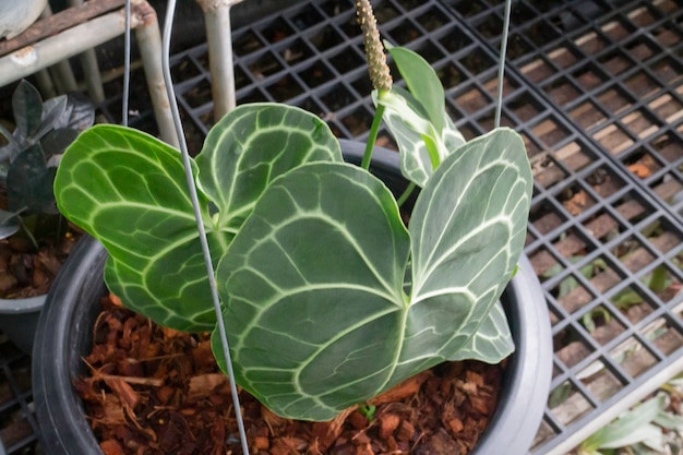 Vente de pots de plantes tropicales sur le marché vert, stock photo
