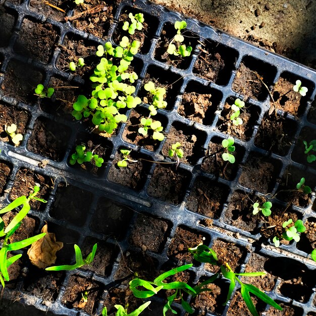 Verdure Plantes En Pot Jardinage Nature