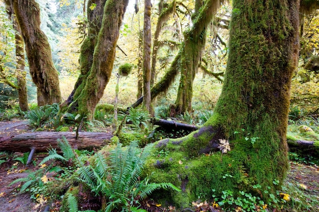 Photo gratuite vert de la forêt