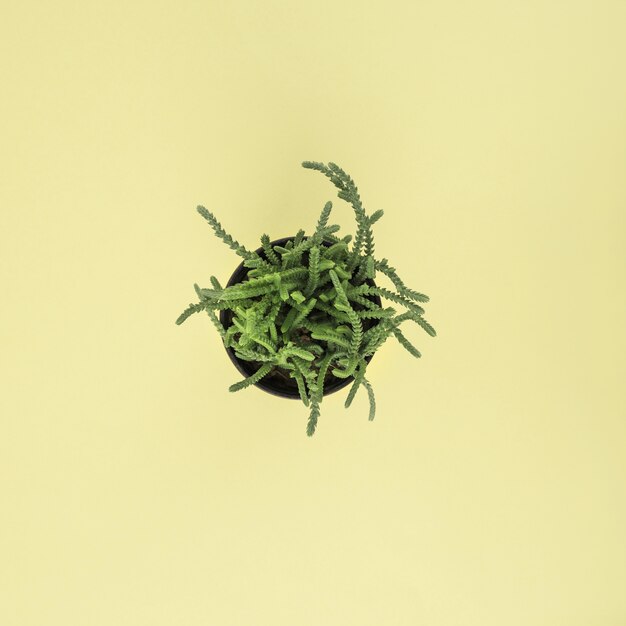 Vert succulent en pot