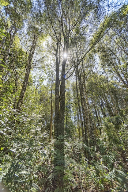 Vertical du soleil qui brille sur une forêt pleine d'arbres de grande hauteur