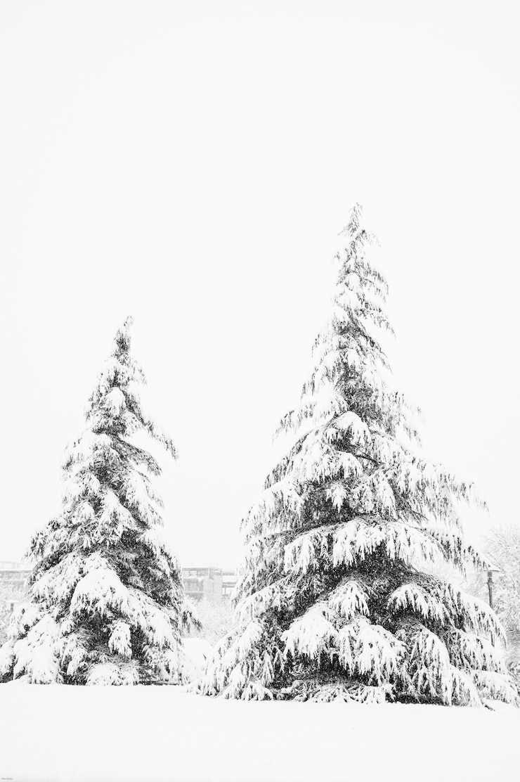 Photo gratuit verticshot de pins de paysage d'hiver enneigé dans le parc