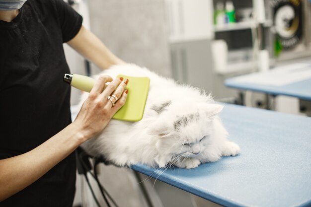 Vétérinaire avec une brosse pour animaux. Femme dans un T-shirt noir. Chat sur un canapé.