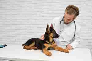 Photo gratuite vétérinaire caressant le dos du chien et apaisant l'alsacien