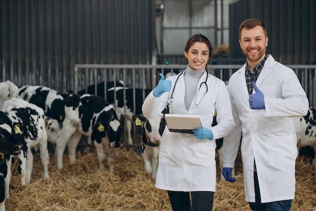 Vétérinaire à la ferme marchant dans une étable vérifiant les vaches