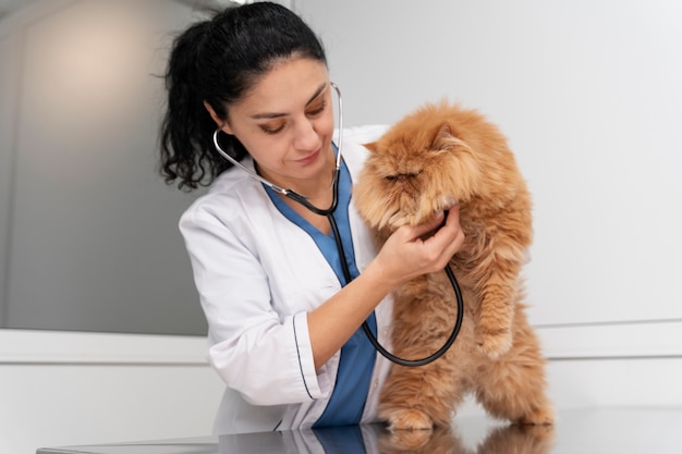 Vétérinaire prenant soin de l'animal de compagnie