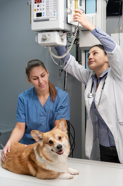 Vétérinaire prenant soin d'un chien de compagnie