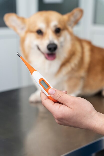 Vétérinaire prenant soin d'un chien de compagnie