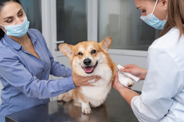 Vétérinaire prenant soin d'un chien de compagnie