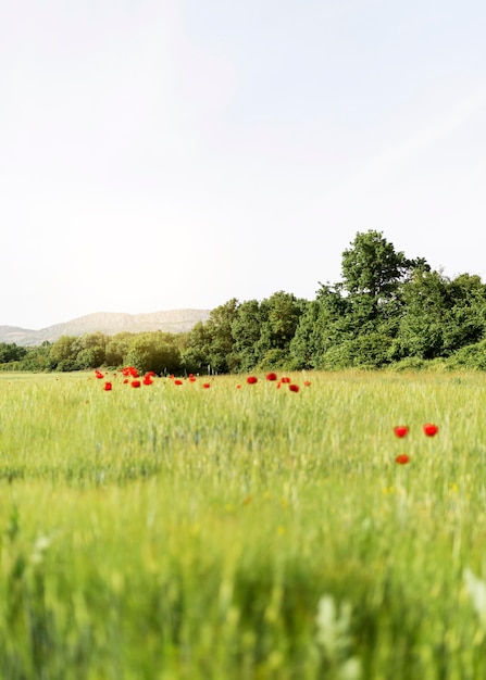 Photo gratuite la vie à la ferme avec champ de coquelicots