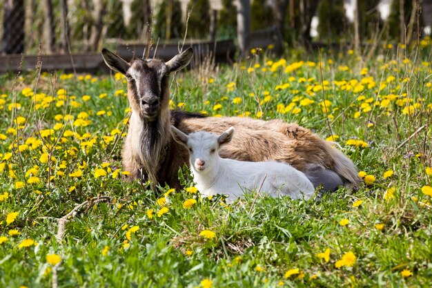 Un Petit Agneau A Ete Depose Dans Un Champ De Ferme Photo Premium