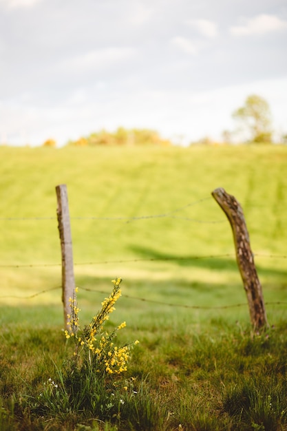 Photo gratuite vieille clôture en bois dans le champ d'herbe par une journée ensoleillée