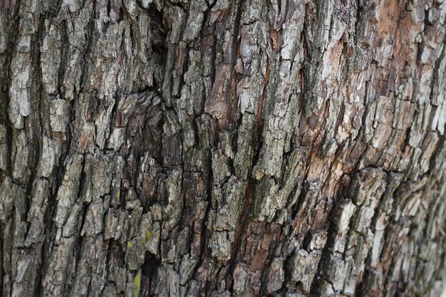 Vieille écorce de bois Arbre Texture Fond Motif