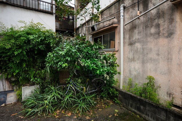 Vieille maison abandonnée et plantes