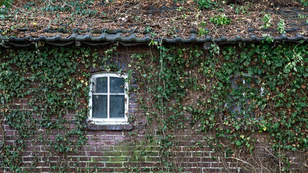 Une vieille maison en brique recouverte de lierre