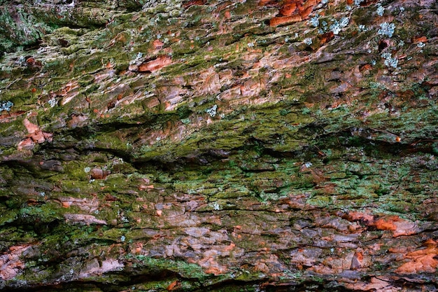 Vieille texture d'écorce d'arbre pin rouge dans la lumière du soleil libre Idée pour un fond naturel