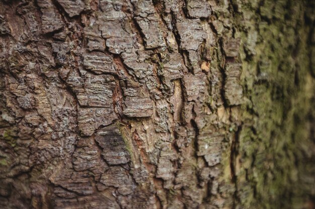 Vieux bois d&#39;écorce d&#39;arbre fond