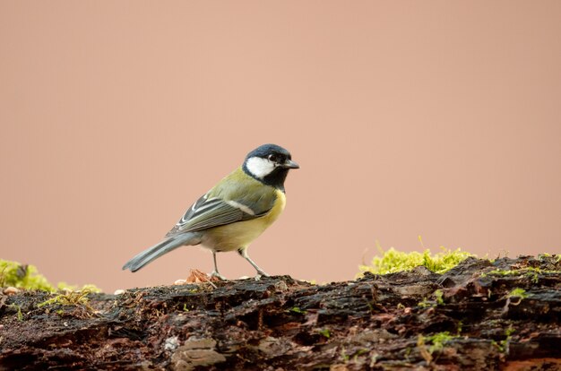 Vieux moineau des bois debout sur des rochers avec de la mousse