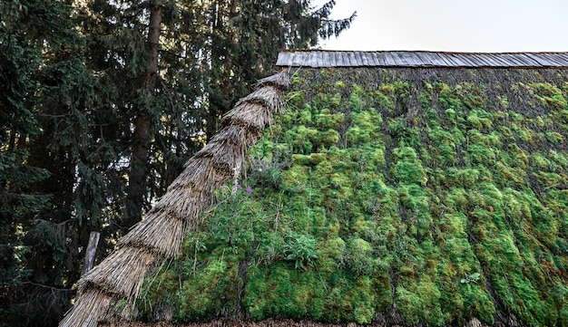 Le vieux toit de la maison dans la forêt couverte de mousse