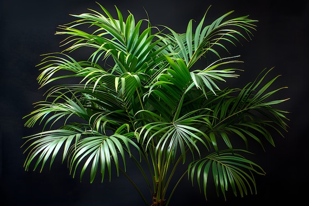 Photo gratuite view of palm tree species with green foliage