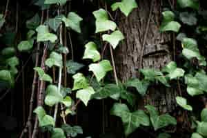 Photo gratuite vignes poussant sur fond de tronc d'arbre