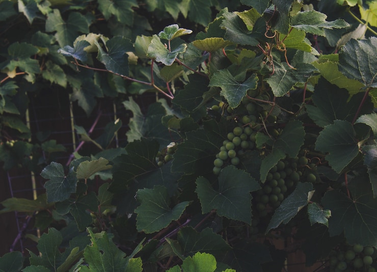 Photo gratuit vignes à raisins suspendus