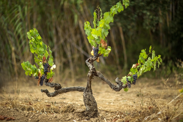 Photo gratuit vignoble entouré d'herbe sèche sous la lumière du soleil avec un arrière-plan flou