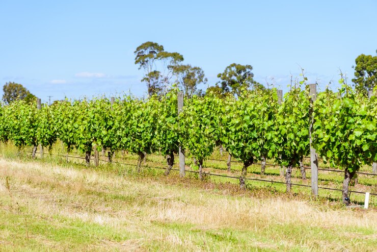 Photo gratuit vignoble en pleine croissance