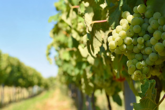 Photo gratuite le vin dans le vignoble. région viticole de moravie du sud république tchèque.