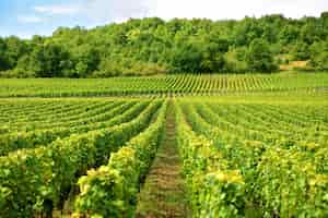 Photo gratuite vineyard in france