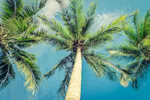 Photo gratuite vintage beau palmier tropical - filtre vintage