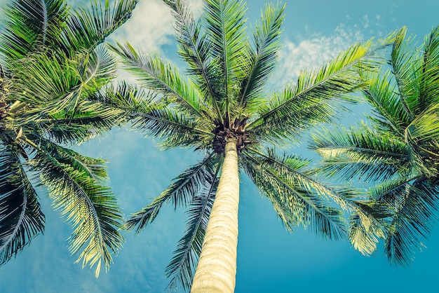 Vintage beau palmier tropical - filtre vintage
