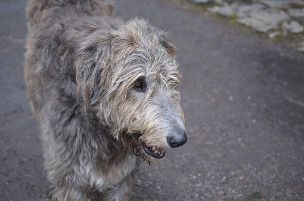 Visage d'un chien Irish Wolfhound avec cette fourrure argentée et grise.