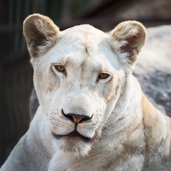 Un visage de lion blanc en gros plan dans le zoo