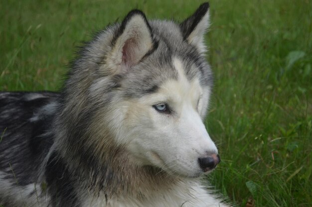 Visage magnifique d'un chien husky sibérien.