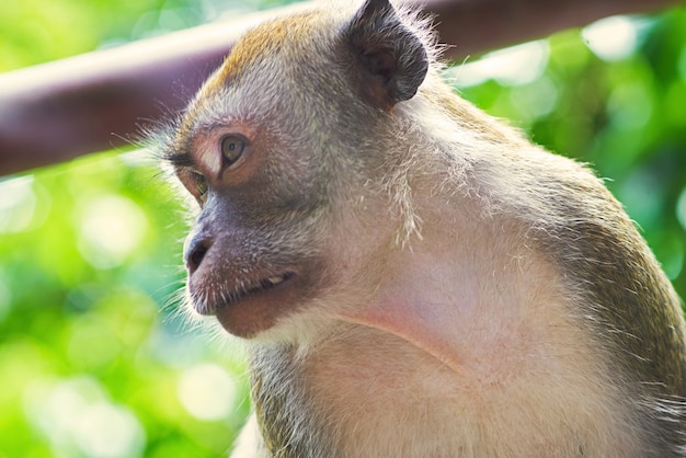 visage de singe close up
