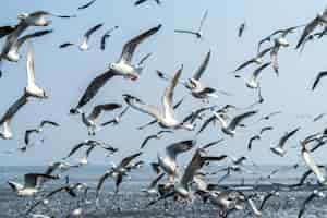 Photo gratuite une volée de mouettes survolant la mer