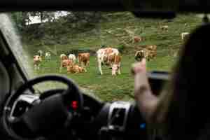 Photo gratuite voyager en voiture à la campagne