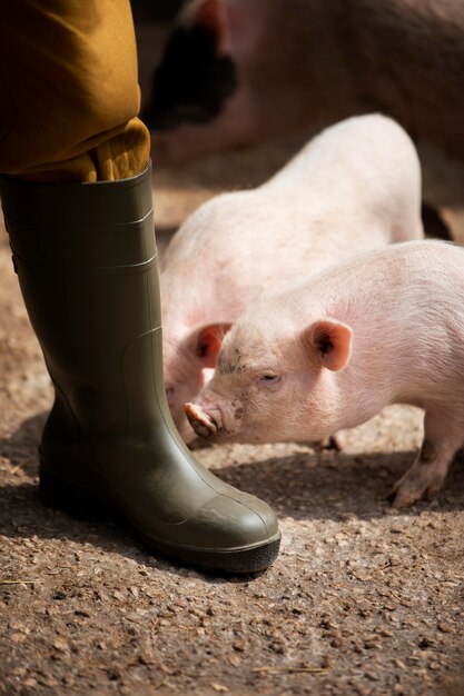 Voyageur rural et porcs se bouchent