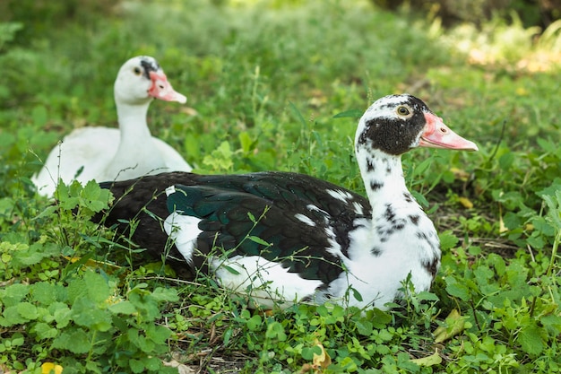 Vrais canards assis sur l'herbe en plein air