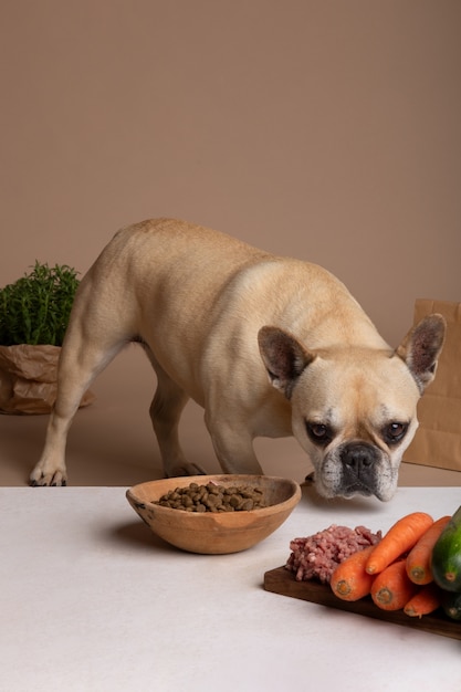 Vue d'un adorable chien avec un bol de nourriture