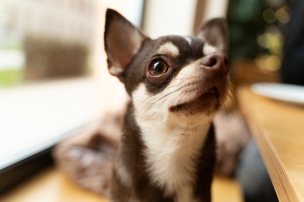 Photo gratuite vue de l'adorable chien chihuahua dans la maison