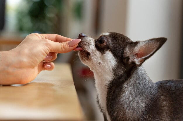 Vue de l'adorable chien chihuahua recevant des friandises à la maison