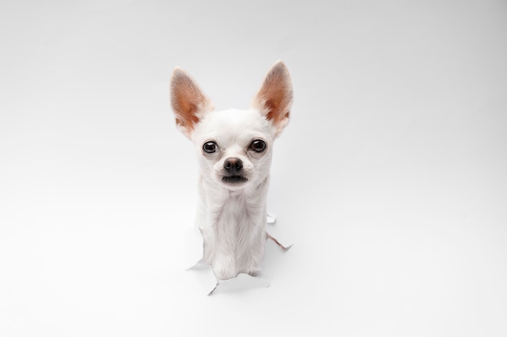 Photo gratuit vue de l'adorable chien chihuahua sortant du papier déchiré