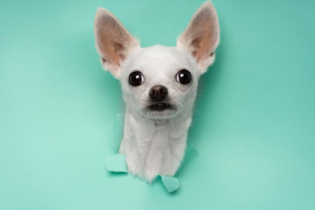 Vue de l'adorable chien chihuahua sortant du papier déchiré