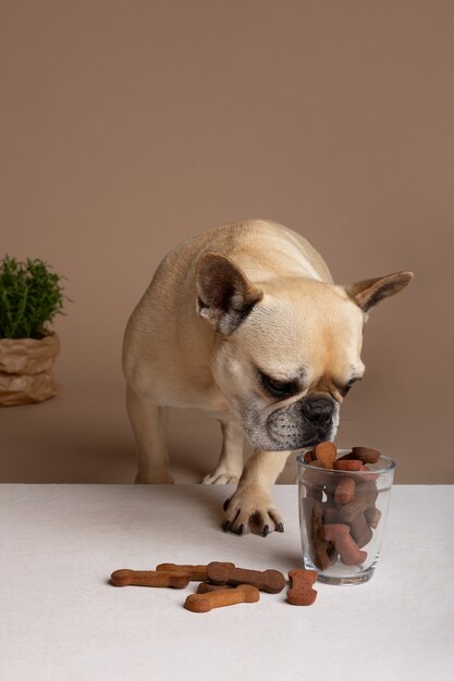 Photo gratuite vue d'un adorable chien avec des friandises